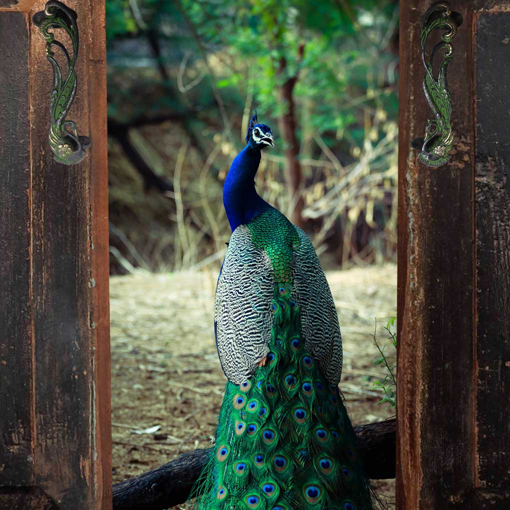 pavo-real-blog-ok