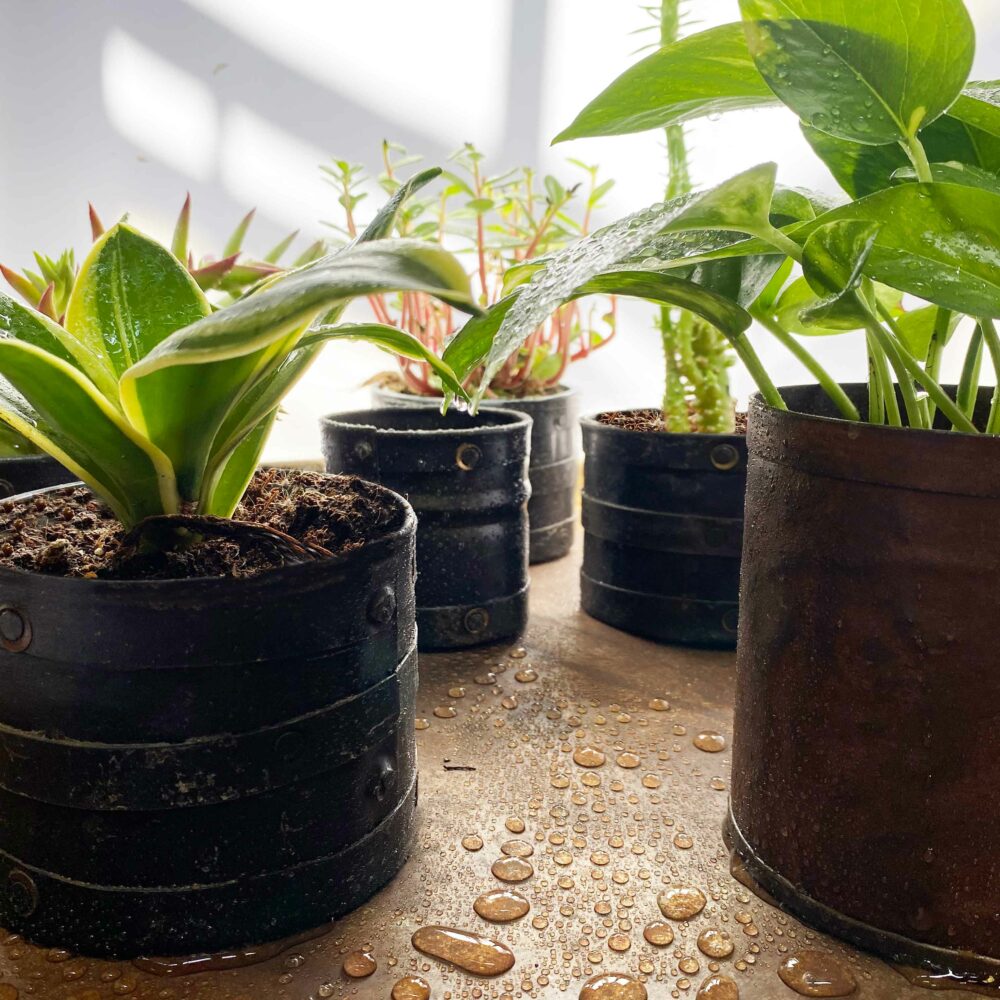 Pequeños recipientes metálicos con plantas